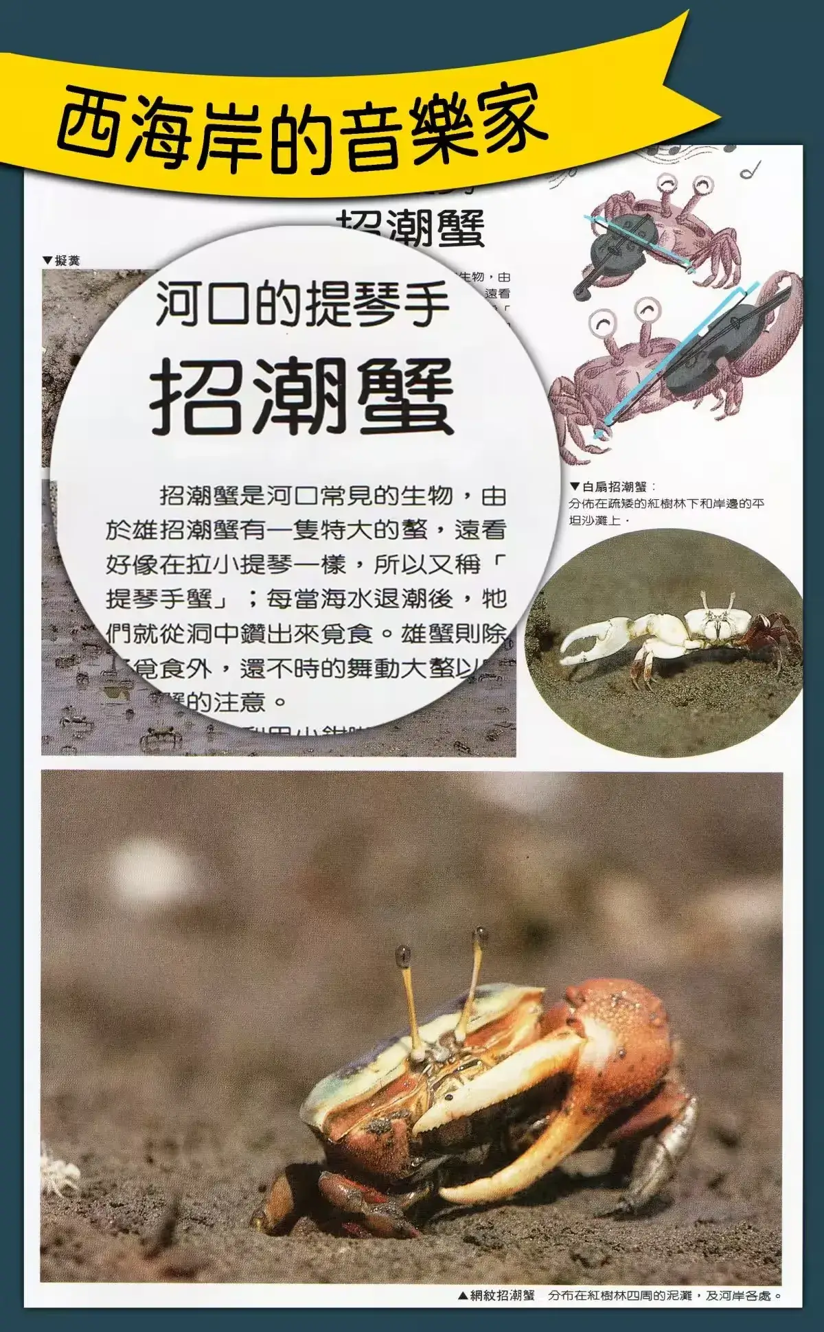 formosa 14